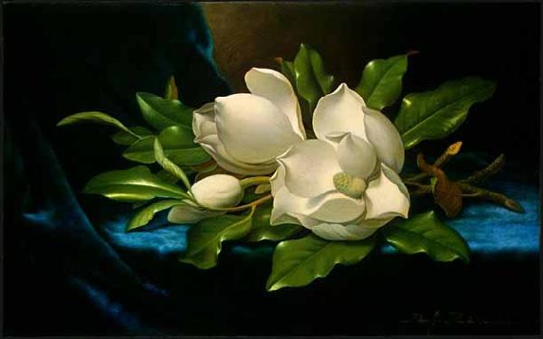 Martin Johnson Heade Giant Magnolias on a Blue Velvet Cloth oil painting image